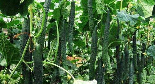 一枝花娱乐吃瓜,揭秘娱乐圈吃瓜背后的真相